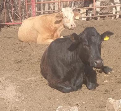 C&eacute;sar S&aacute;nchez Su&aacute;rez enfrenta quejas por ganado que arrasa cultivos en San Juan Bautista