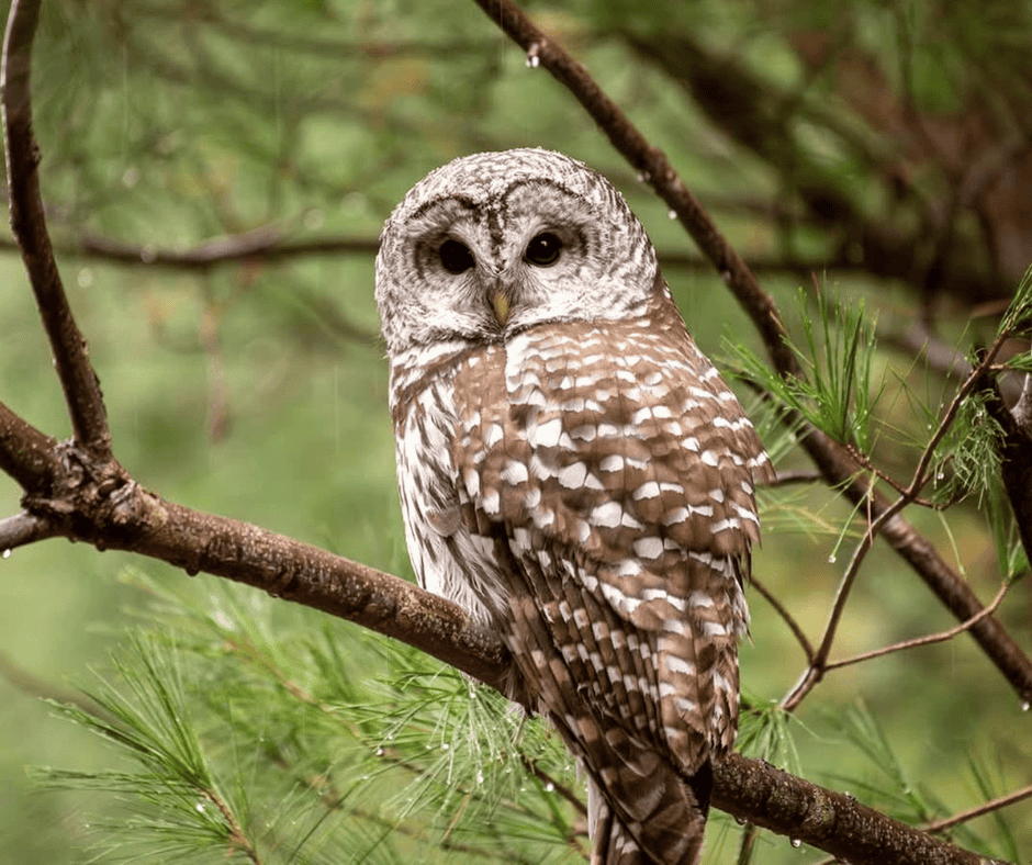 No son brujas: por qu&eacute; debemos dejar de temerle a las lechuzas y protegerlas, seg&uacute;n la CONANP