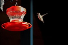 Cuando un colibrí revolotea en tu casa: ¿casualidad, energía o biología?
