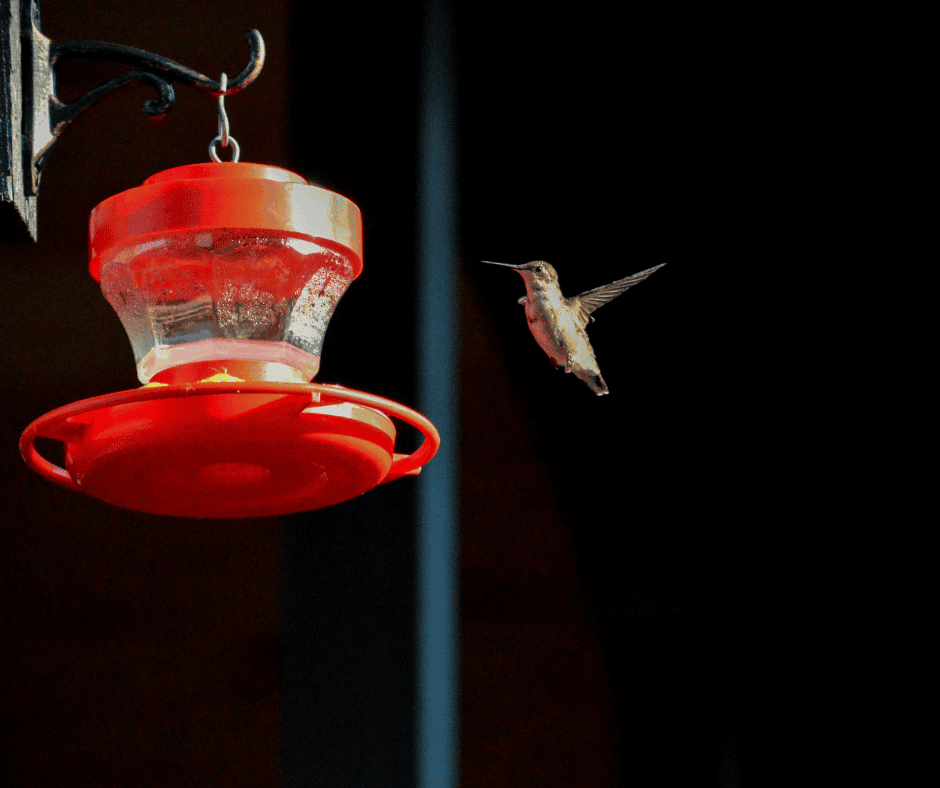 Cuando un colibr&iacute; revolotea en tu casa: &iquest;casualidad, energ&iacute;a o biolog&iacute;a?
