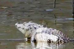 Operativo especial en Ramos Arizpe por cocodrilos en presa Palo Blanco