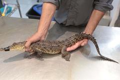 Logran captura de un cocodrilo en presa Palo Blanco