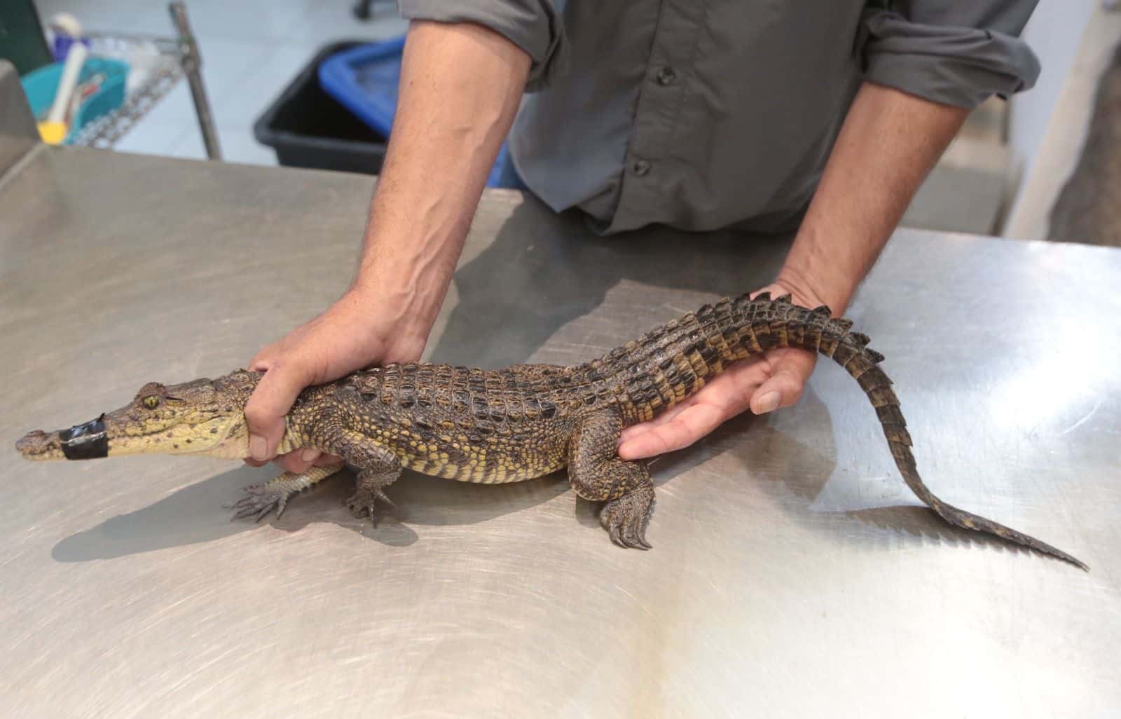 Logran captura de un cocodrilo en presa Palo Blanco