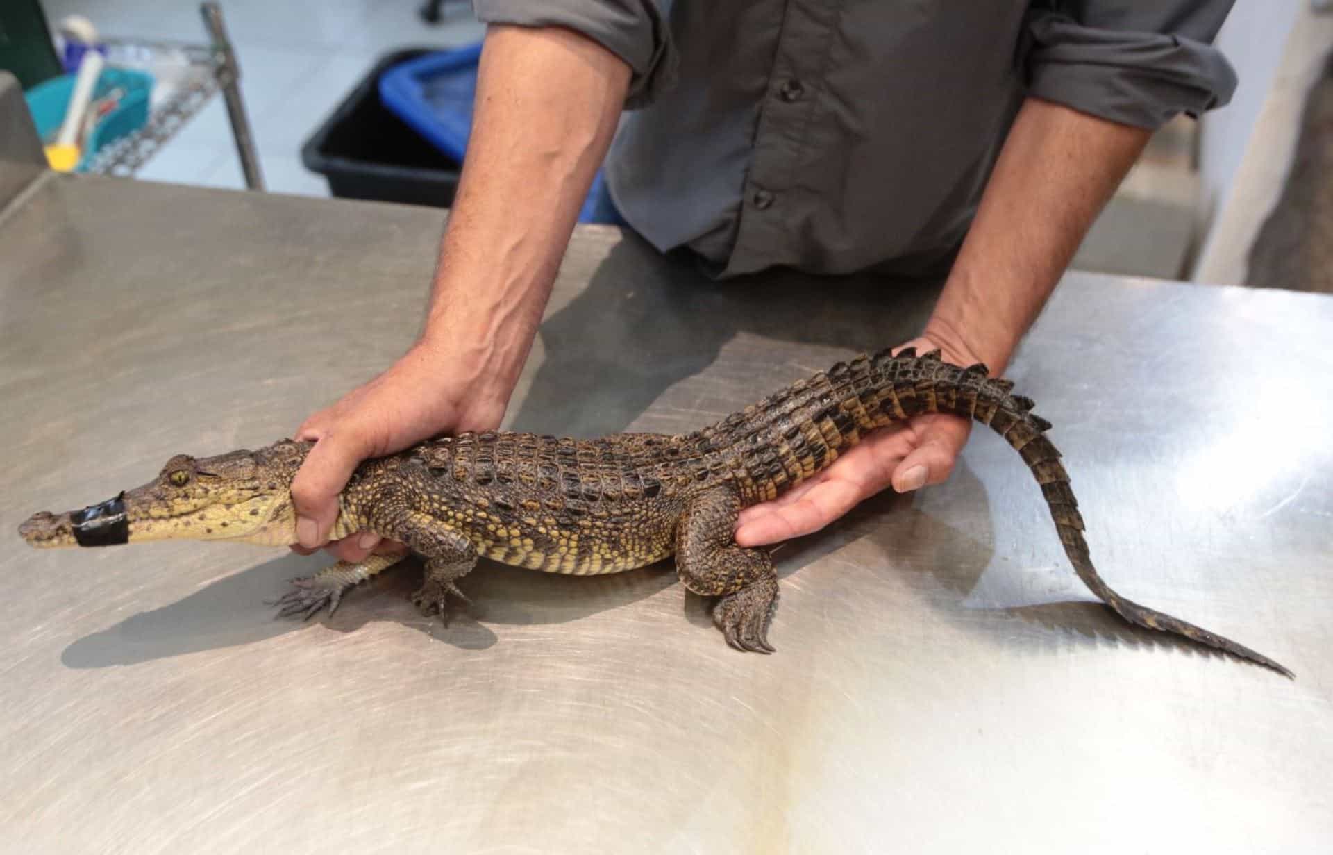 Capturado cocodrilo de pantano en Presa Palo Blanco