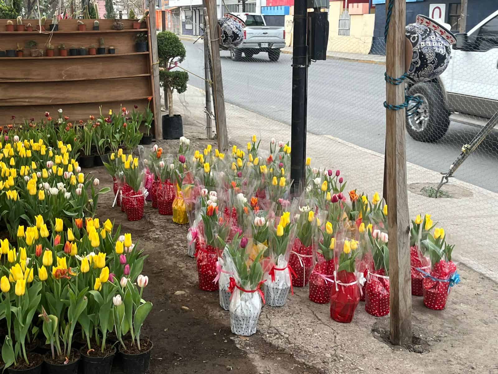 Tulipanes lideran ventas de temporada en Ciudad Acu&ntilde;a