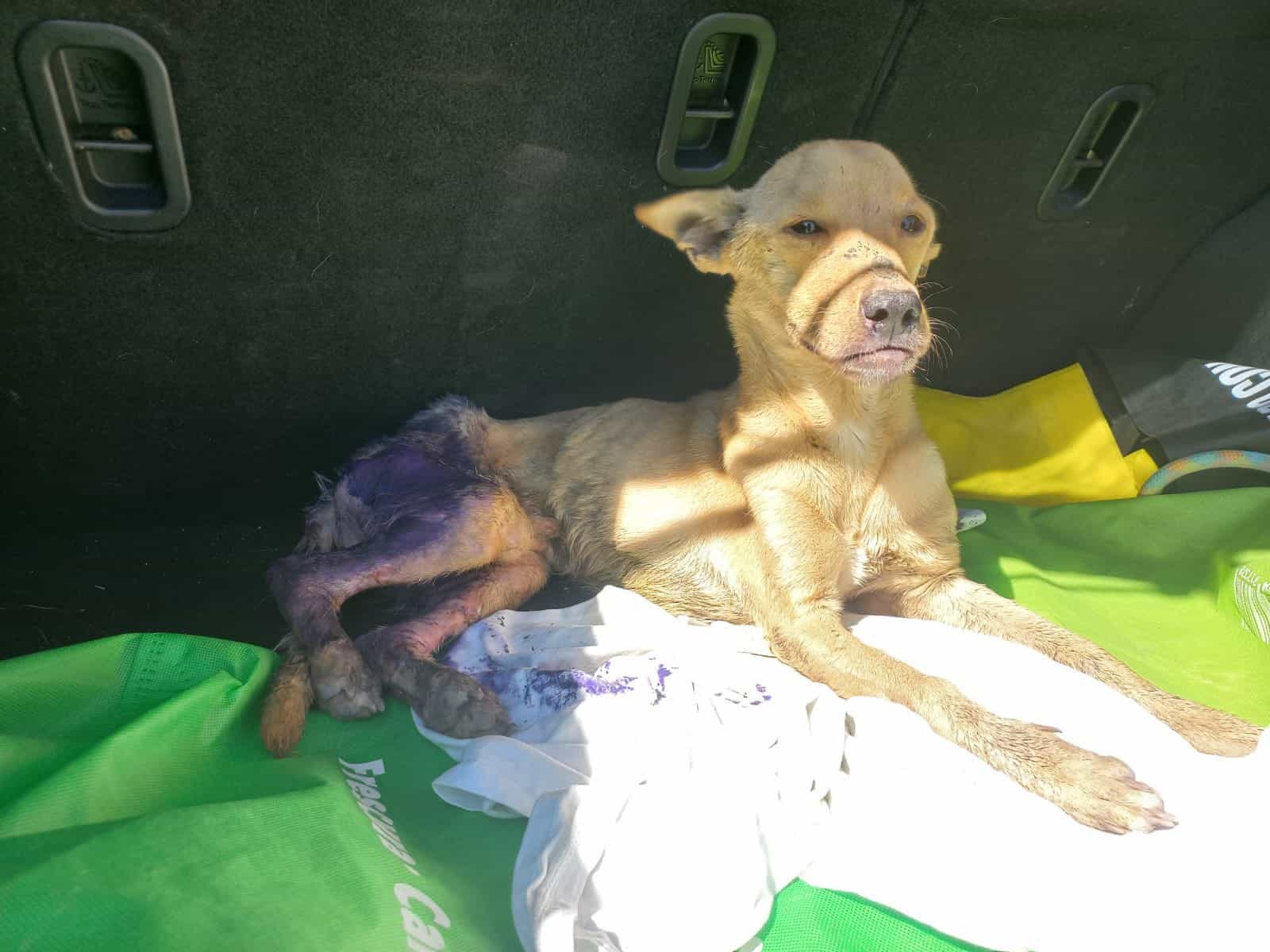 Protecci&oacute;n Animal act&uacute;a tras abandono de perro en Frontera