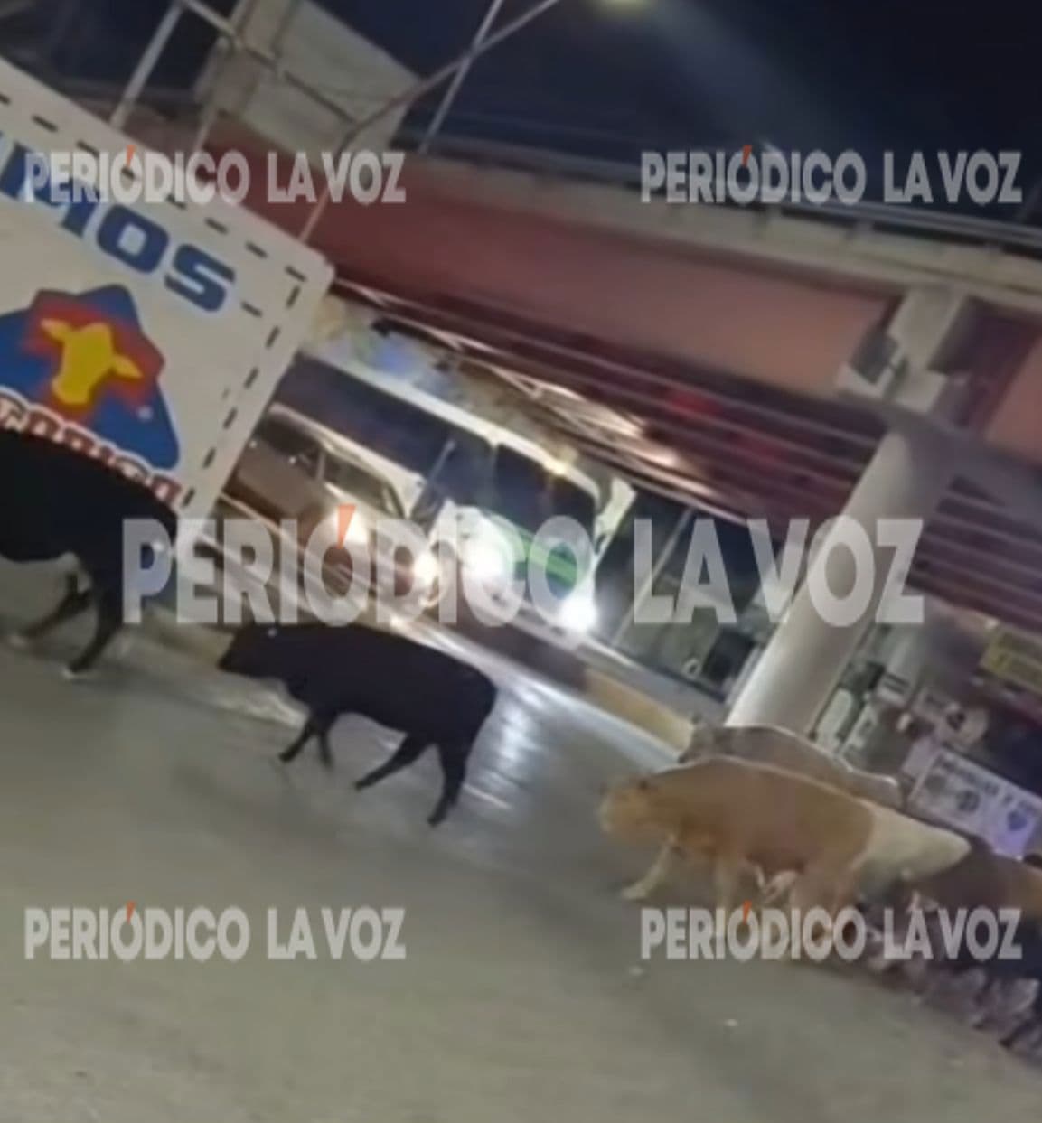 Tr&aacute;nsito Municipal controla ganado en Monclova tras incidente en la calle