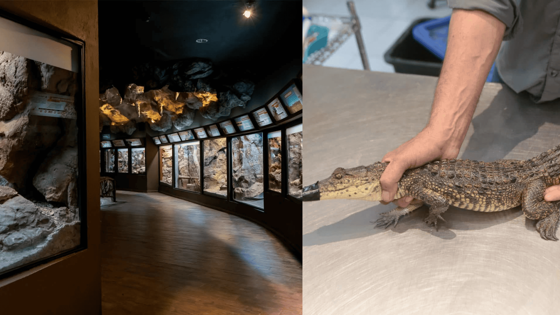 Cocodrilo asegurado en Ramos Arizpe permanece bajo resguardo del Museo del Desierto