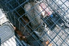 Liberan gato montés en su hábitat natural