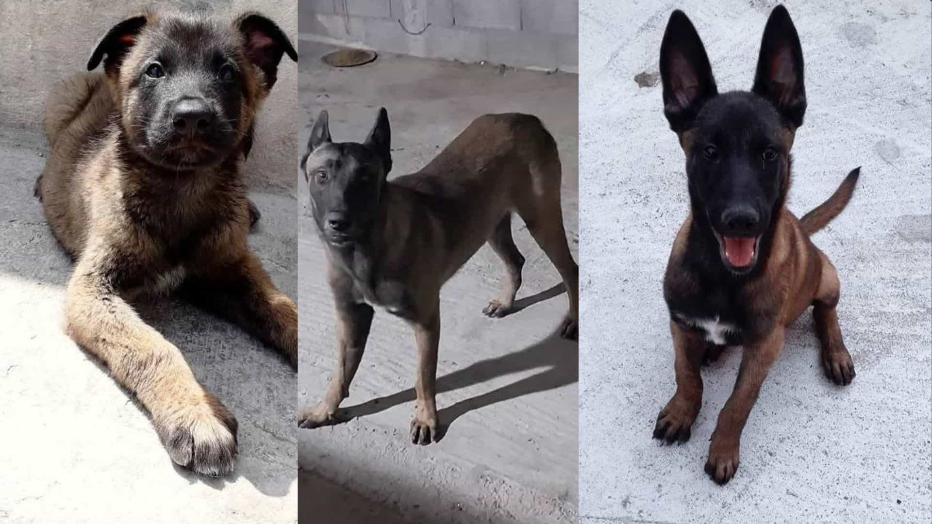 Greicy Cruz se recupera tras ataque de su perro: madre considera adopci&oacute;n