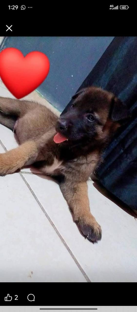 Greicy Cruz se recupera tras ataque de su perro: madre considera adopci&oacute;n