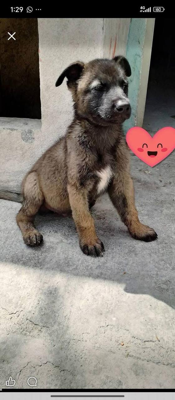 Greicy Cruz se recupera tras ataque de su perro: madre considera adopci&oacute;n