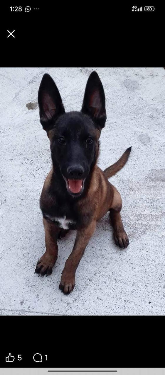 Greicy Cruz se recupera tras ataque de su perro: madre considera adopci&oacute;n