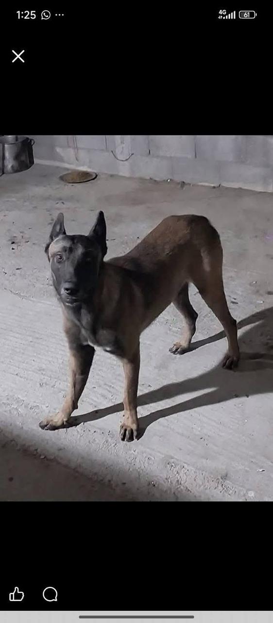 Greicy Cruz se recupera tras ataque de su perro: madre considera adopci&oacute;n