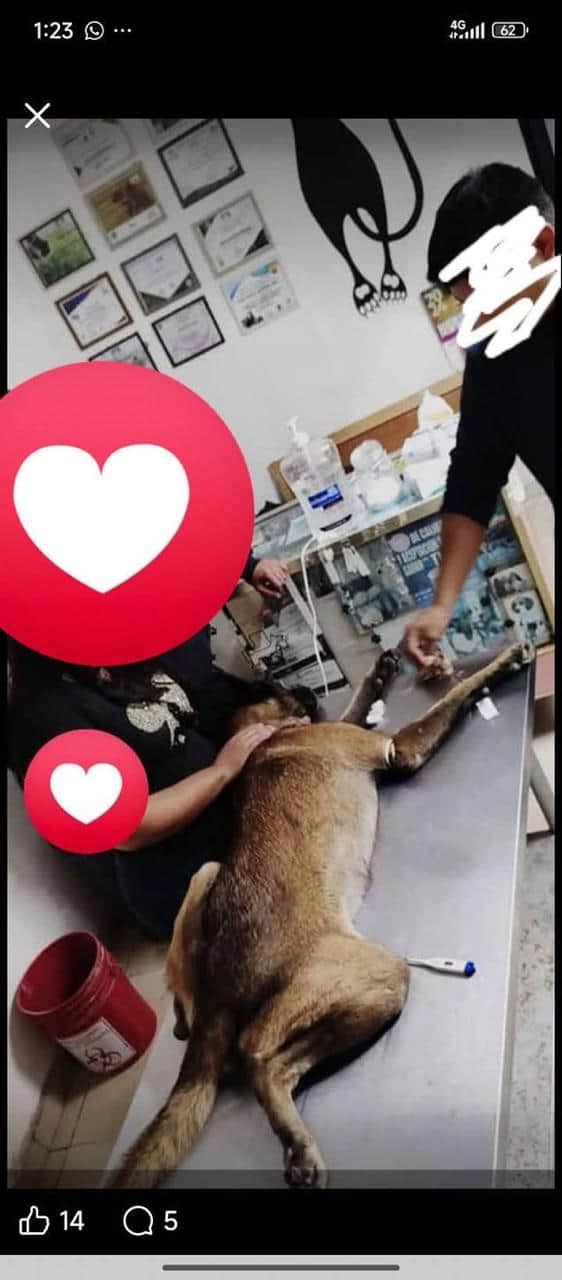 Greicy Cruz se recupera tras ataque de su perro: madre considera adopci&oacute;n