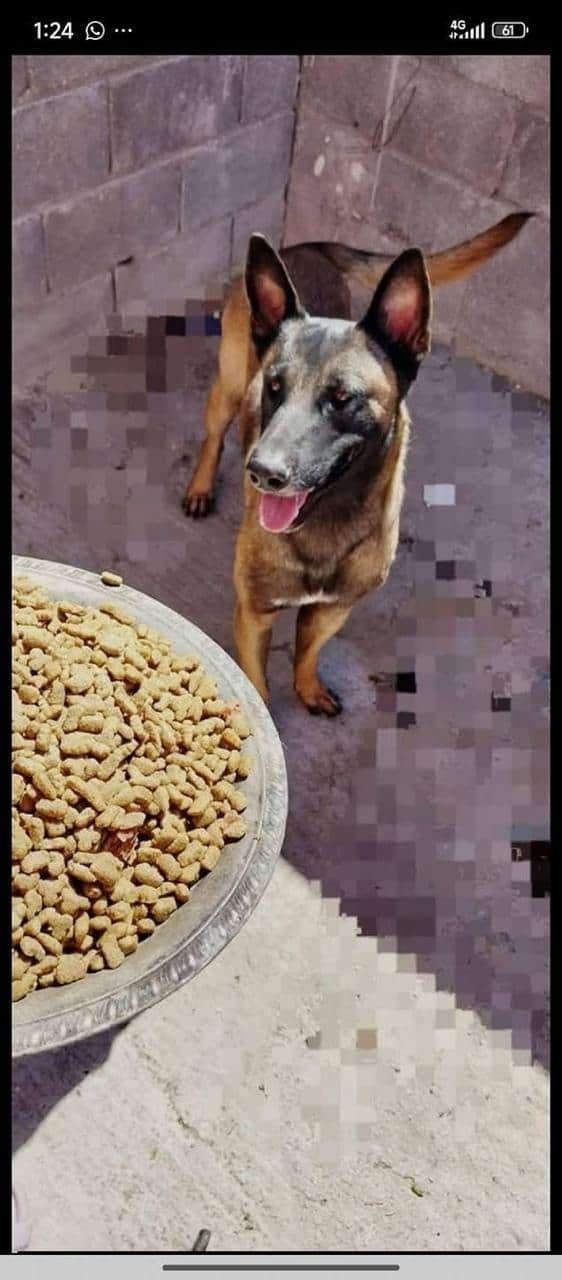 Greicy Cruz se recupera tras ataque de su perro: madre considera adopci&oacute;n