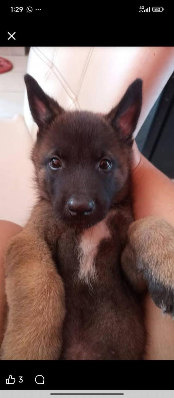 Greicy Cruz se recupera tras ataque de su perro: madre considera adopci&oacute;n