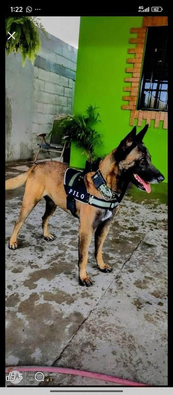 Greicy Casta&ntilde;eda evita la eutanasia de su perro Pilo tras un ataque