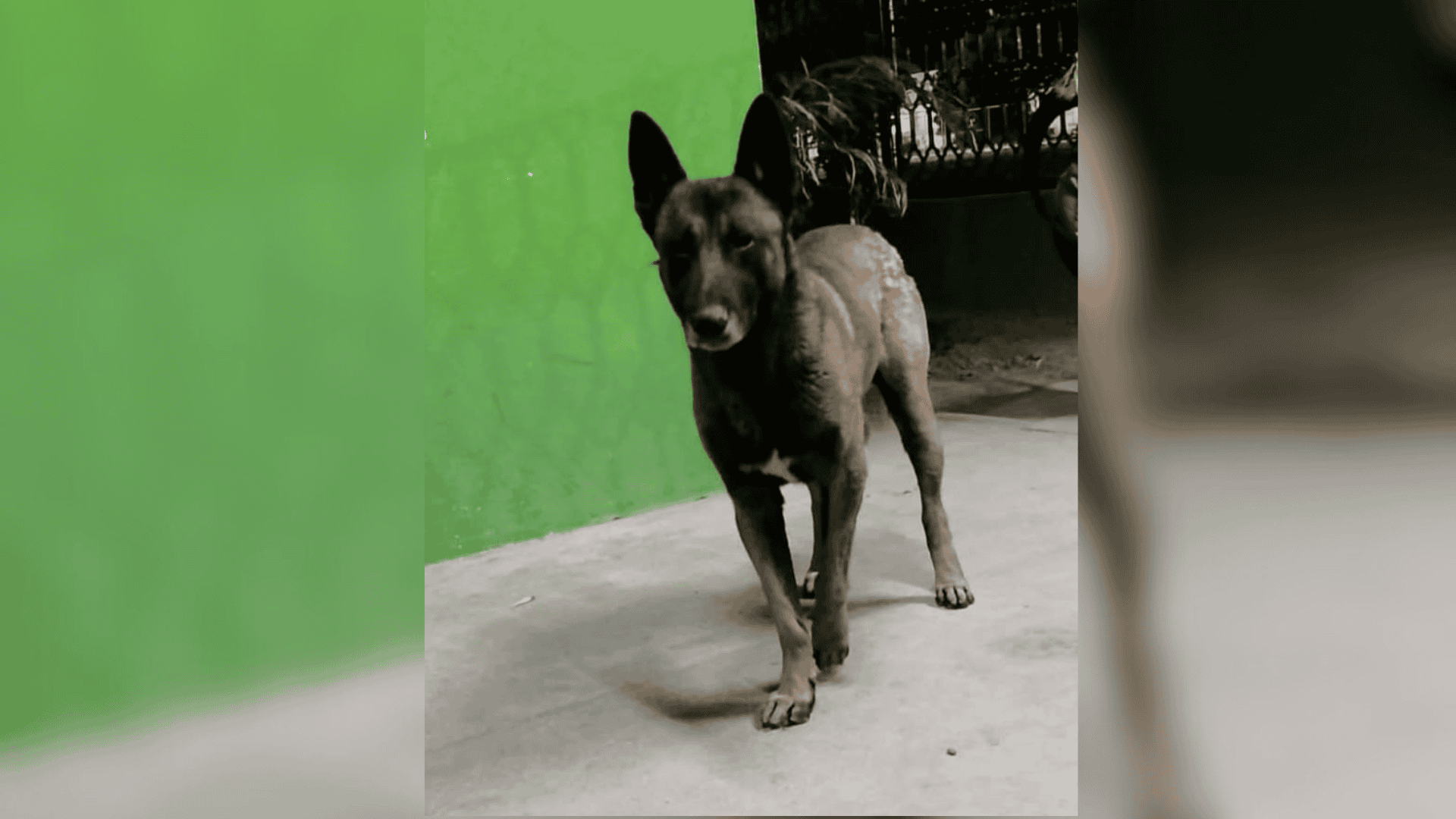 Trasladar&aacute;n a Barroter&aacute;n a Pilo, el perro responsable de la agresi&oacute;n contra la peque&ntilde;a Greicy