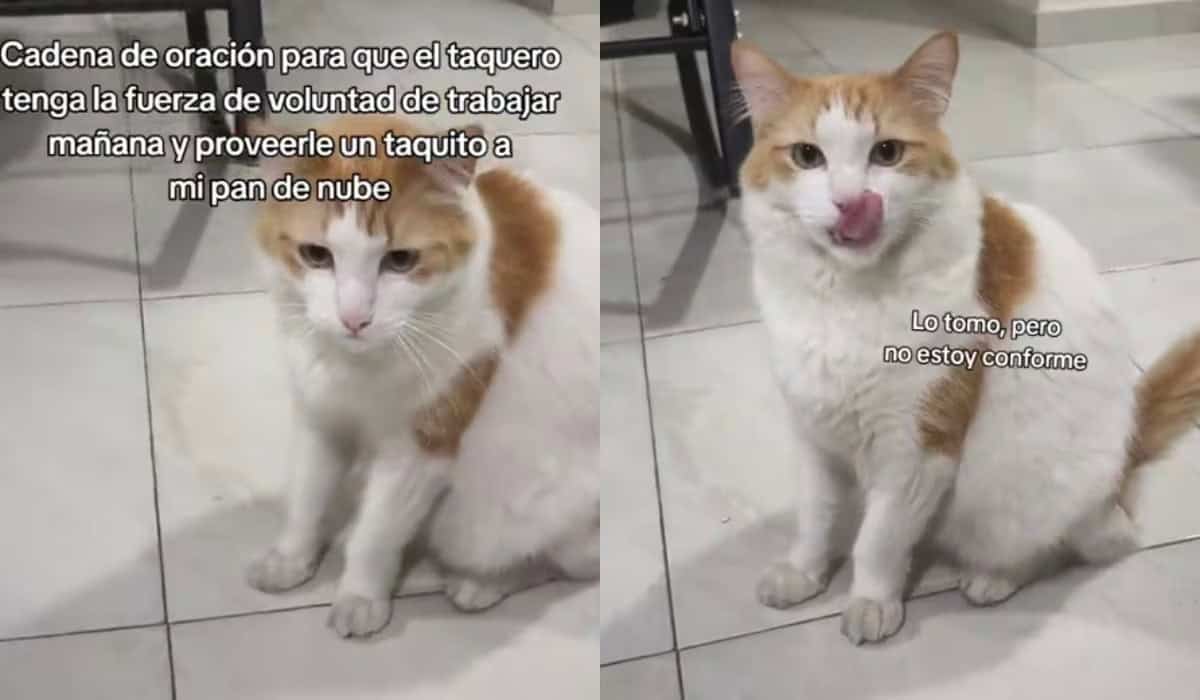 Promesa incumplida: el d&iacute;a que un gato se qued&oacute; sin su taco de carnitas y conquist&oacute; TikTok