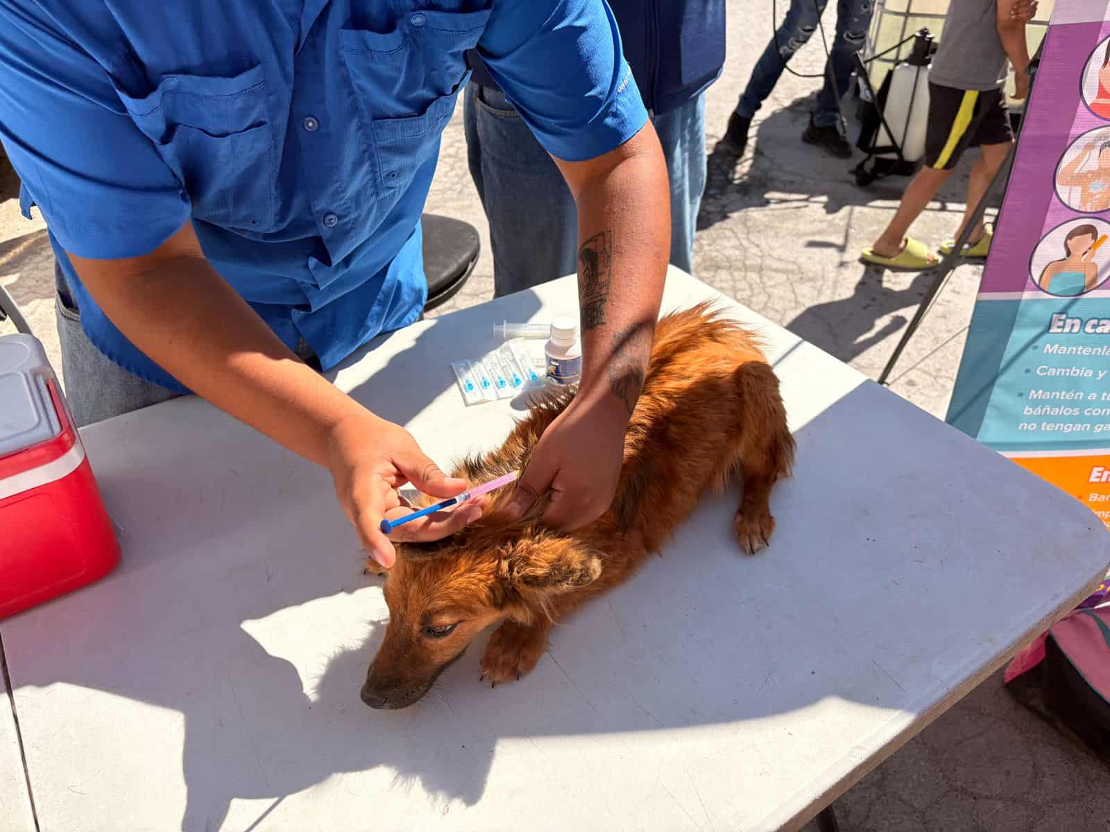 Protecci&oacute;n Animal Frontera: 15 mascotas con garrapatas detectadas