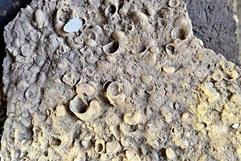 Detectan venta de fósiles en Facebook: delito federal en curso