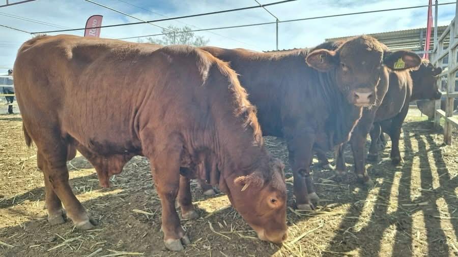 Acciones del gobierno de Coahuila contra el abigeato preocupan a productores