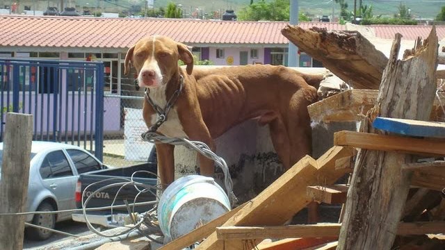 Protecci&oacute;n Animal atiende abandono de perros en Frontera