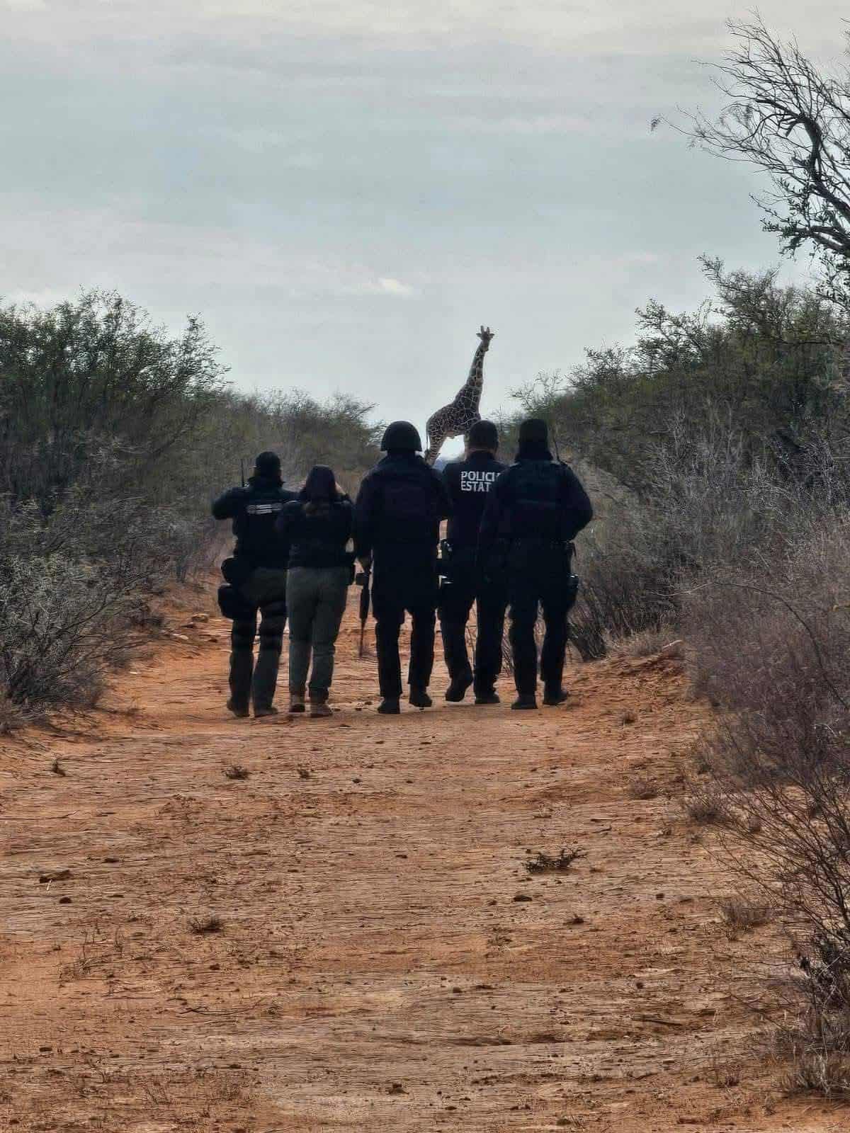 Jirafas avistadas en el desierto de Coahuila sorprenden a autoridades