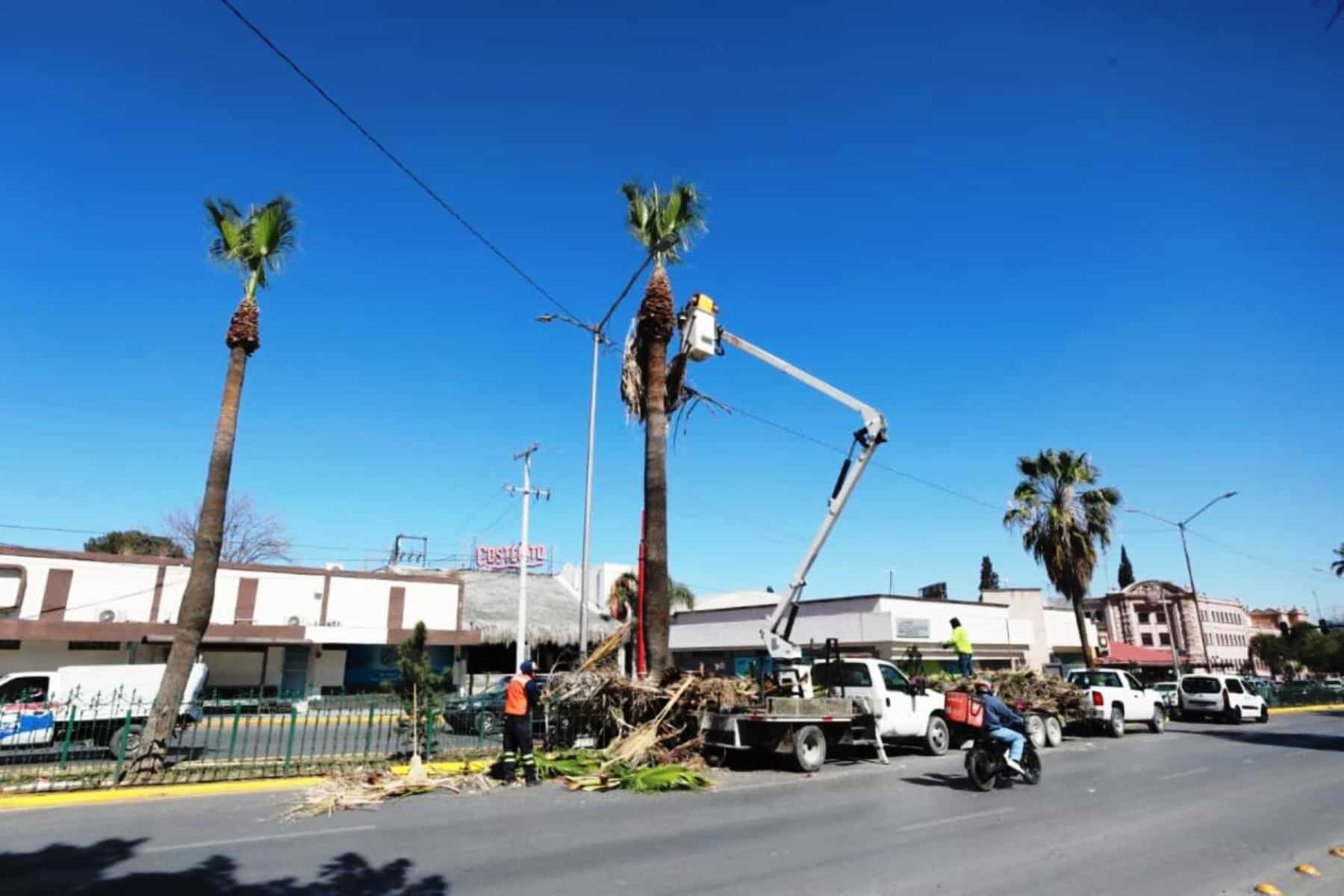 Gobierno de Saltillo realiza poda de palmas en Venustiano Carranza para mejorar seguridad vial