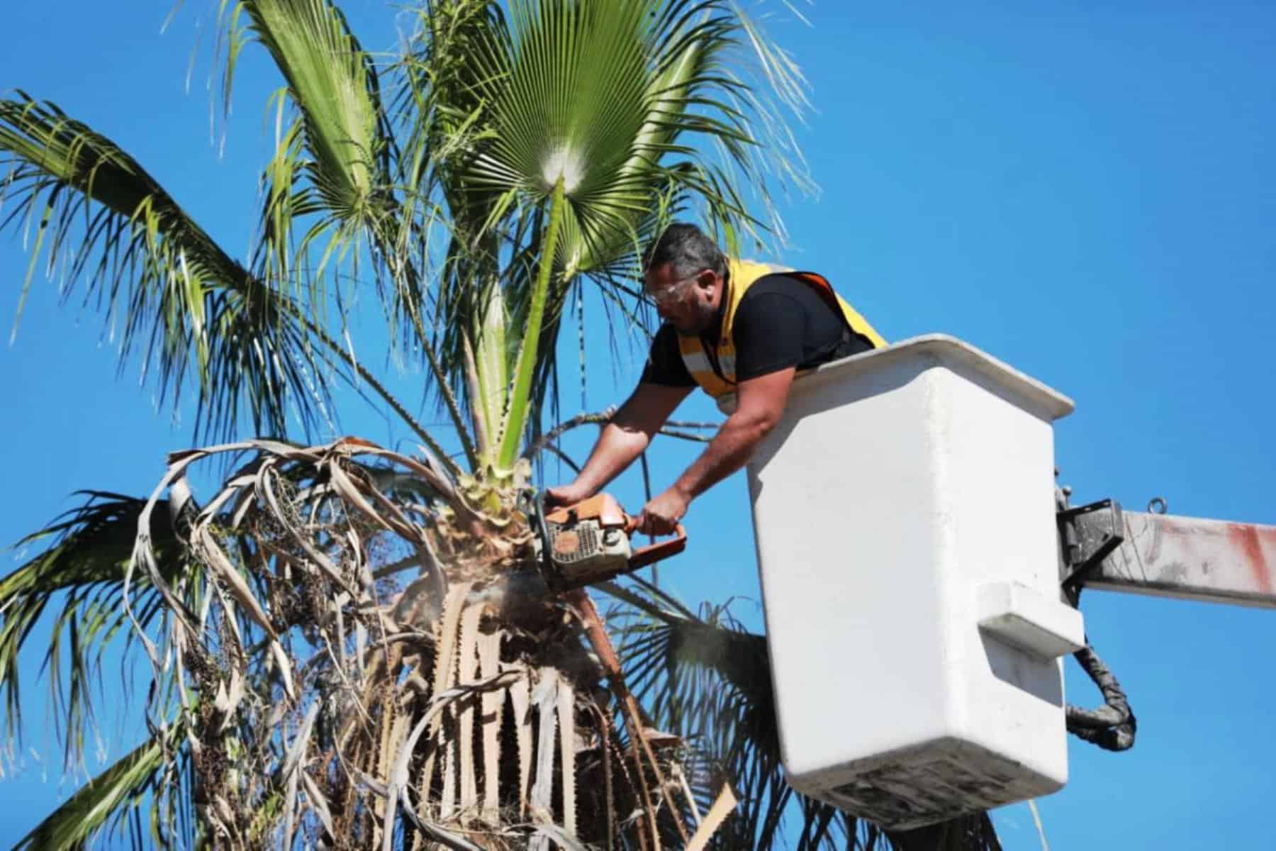 Gobierno de Saltillo realiza poda de palmas en Venustiano Carranza para mejorar seguridad vial