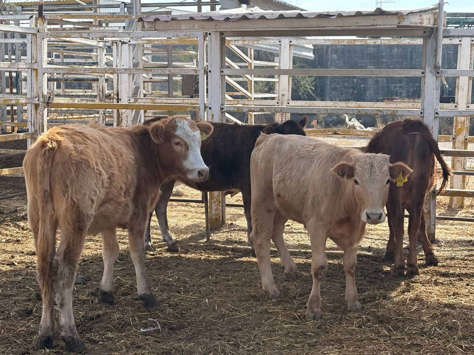 Incertidumbre en la frontera ganadera afecta a productores en Coahuila