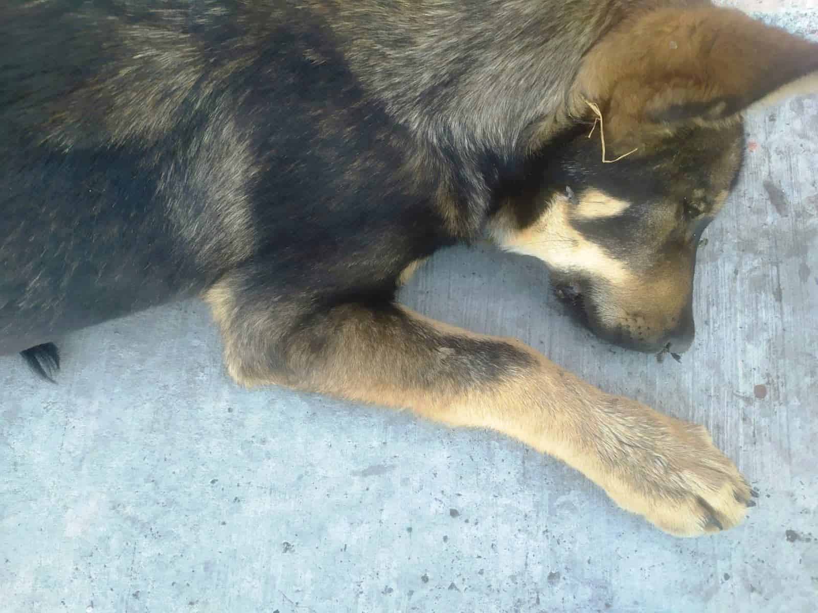 Investigaci&oacute;n en curso por muerte de perros en colonia Teresitas, Saltillo