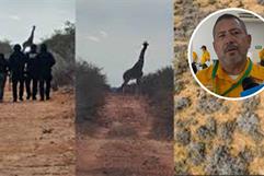 Jirafas sorprenden en el norte: avistamientos en Coahuila y Nuevo León generan alerta ecológica