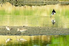 Aves migratorias llegan al río Monclova: un fenómeno natural