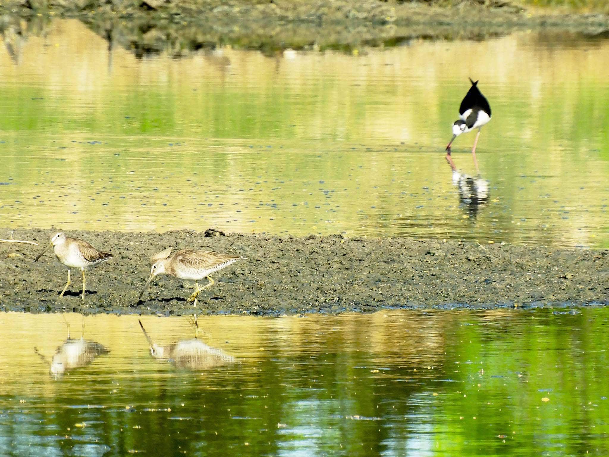 Aves migratorias llegan al r&iacute;o Monclova: un fen&oacute;meno natural