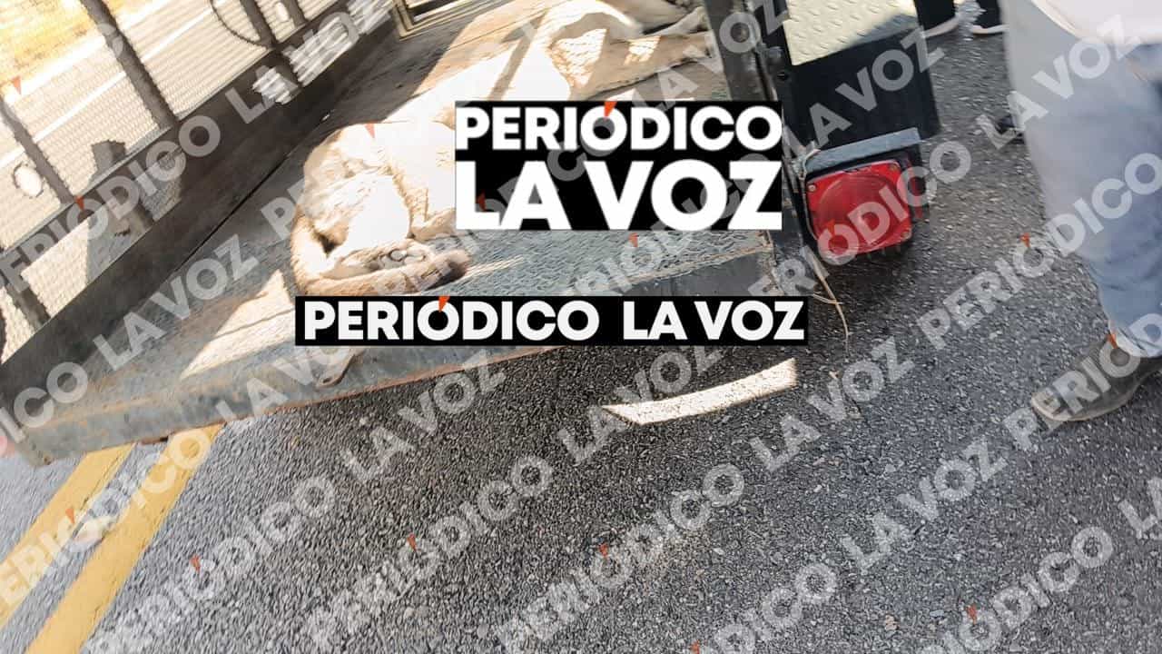 Rescatan puma herido en Casta&ntilde;os tras ser atropellado