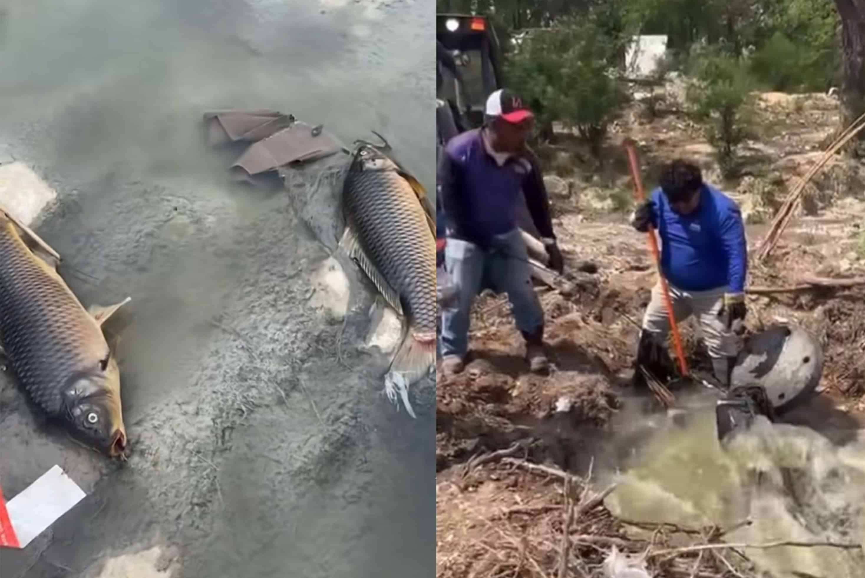 Alerta ecol&oacute;gica en Ciudad Acu&ntilde;a por mortandad de peces en el arroyo Las Vacas
