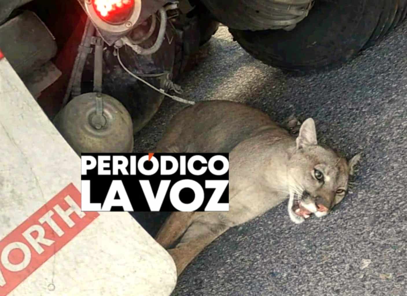 Rescatan puma herido en Casta&ntilde;os tras ser atropellado