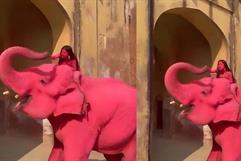 Muere elefante tras ser pintado de rosa, desata indignación