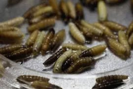 Alerta por gusano barrenador llega en lenguas ind&iacute;genas con campa&ntilde;a en radio y perifoneo