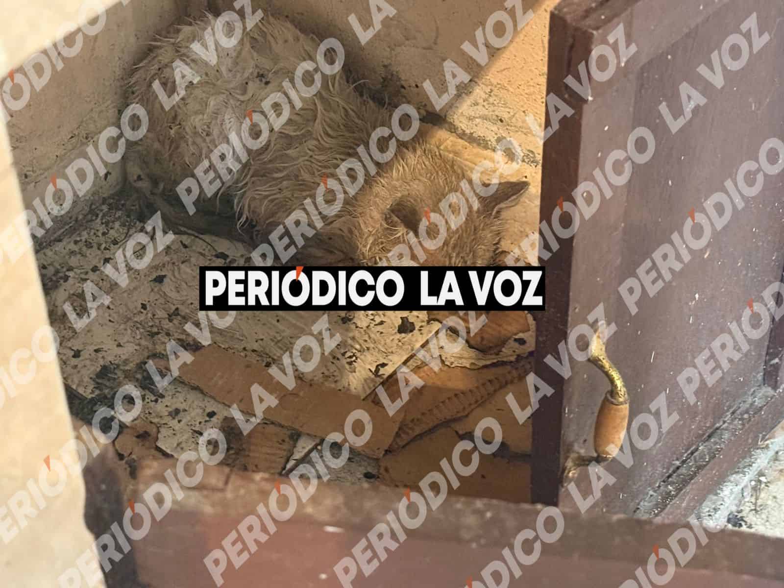 Gato agresivo causa alarma en Monclova