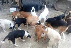 Pedro Armendáriz agradece apoyo a albergue Patitas de Paz