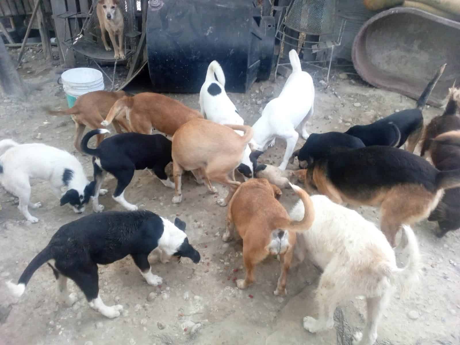 Pedro Armend&aacute;riz agradece apoyo a albergue Patitas de Paz