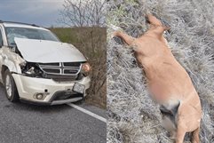 Caballo suelto provoca accidente vehicular en carretera estatal 23