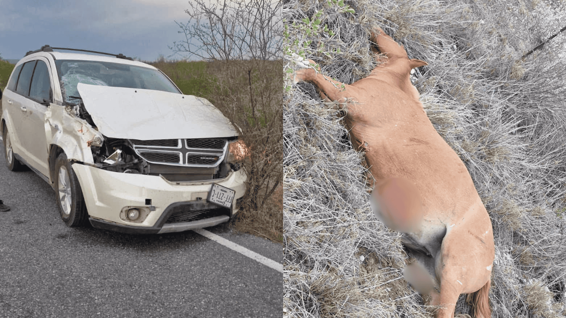 Caballo suelto provoca accidente vehicular en carretera estatal 23