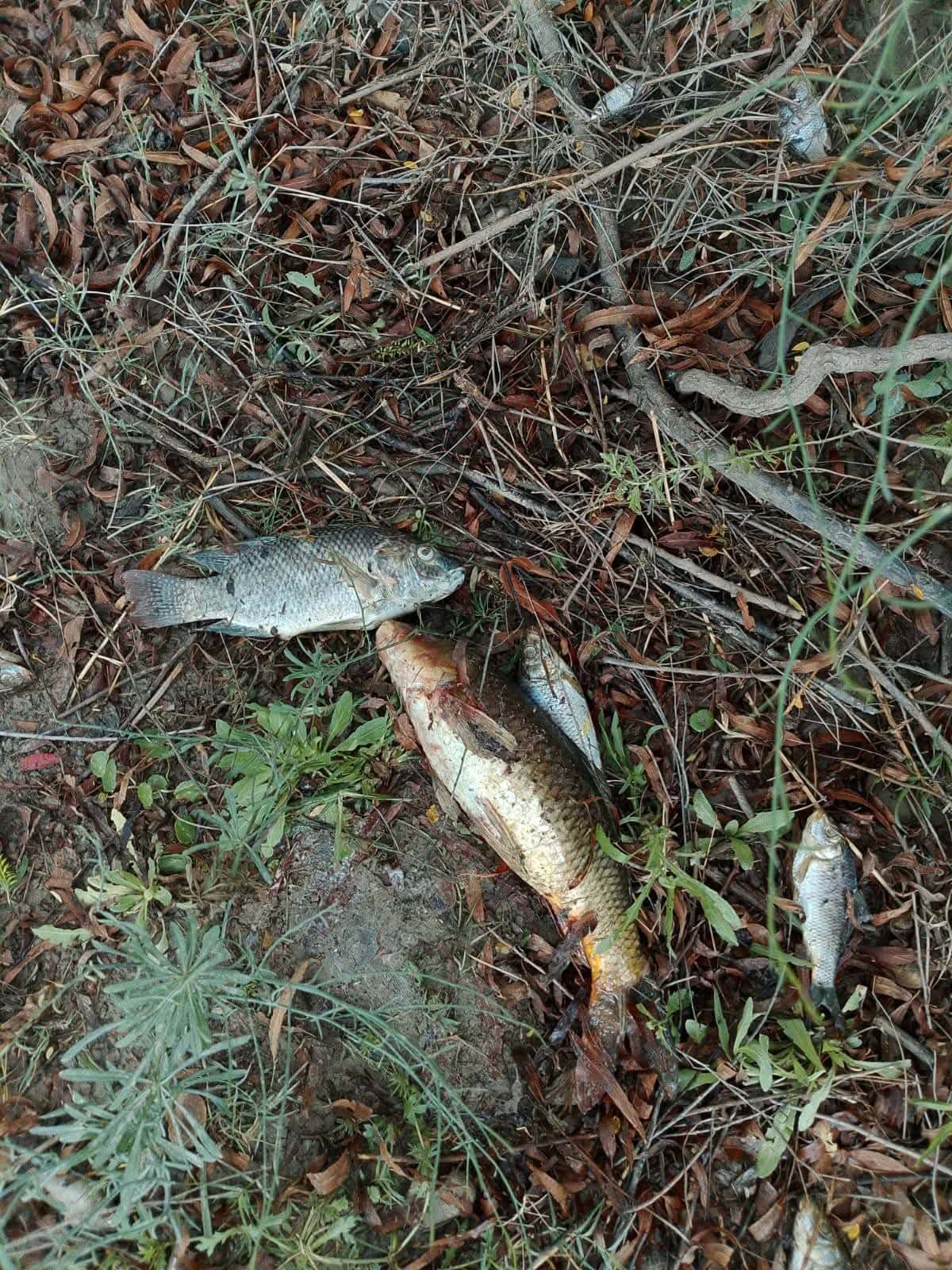 Lluvias recientes provocan muerte de peces en r&iacute;o Sabinas, alerta D&aacute;vila Paul&iacute;n