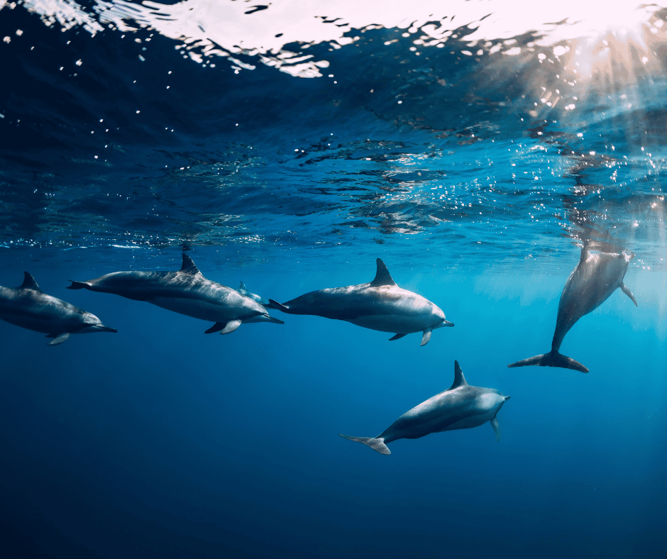 Profepa verifica el estado de delfines en Dolphin Discovery Canc&uacute;n tras pol&eacute;mica