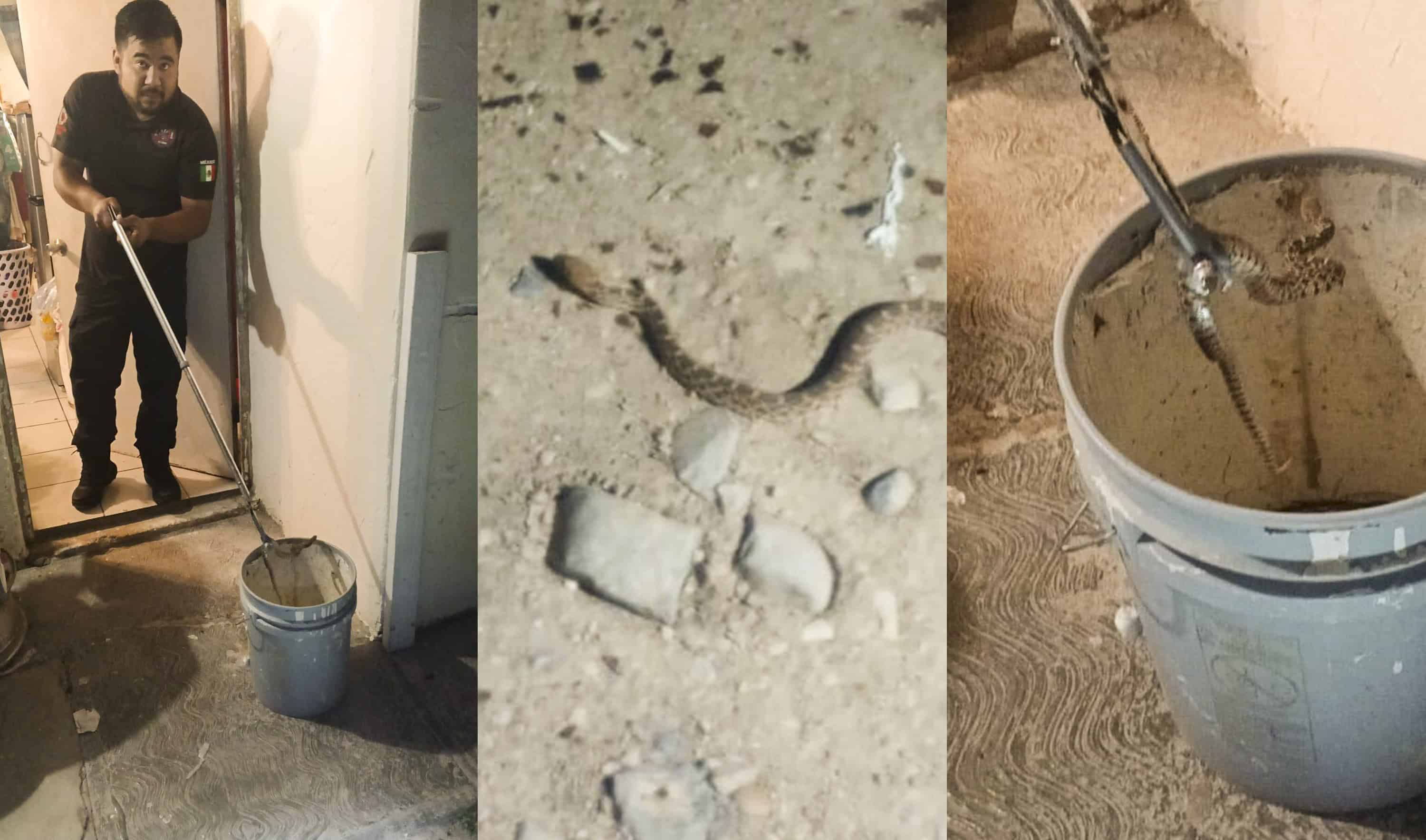 Captura de serpiente en domicilio de la Colonia Presidente de Allende