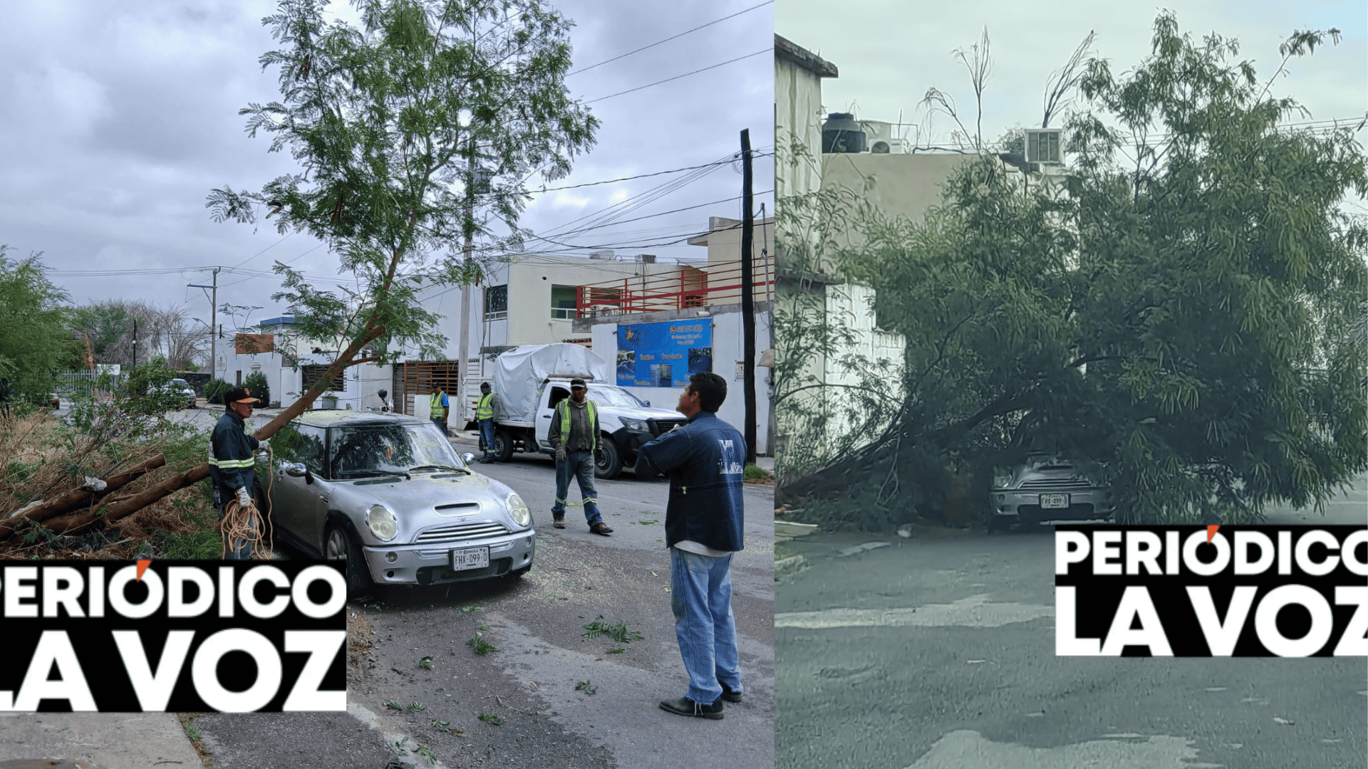 En la Jardines del Valle derriba fuerte tromba &aacute;rbol y aplasta auto